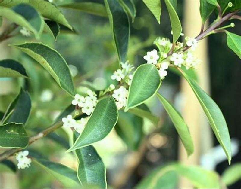 Les bienfaits de l’huile essentielle d’Eucalyptus