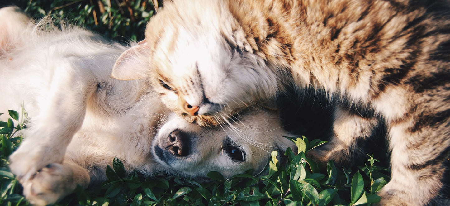 14 remèdes homéopathiques pour nos animaux de compagnie