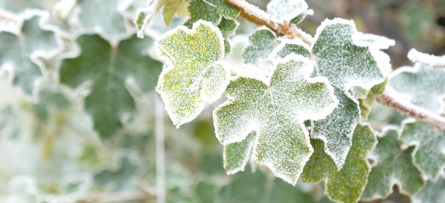 La feuille de lierre : un expectorant naturel reconnu