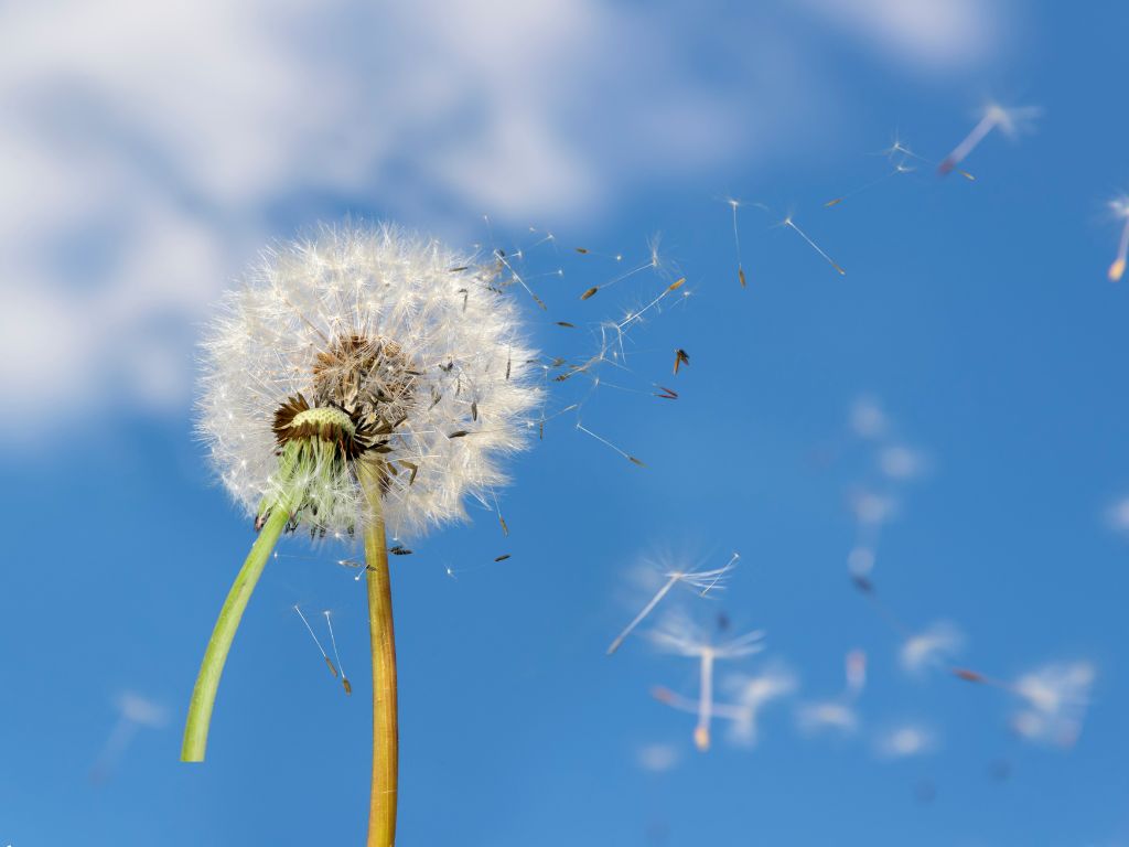 Allergies saisonnières : comment se préparer à l’arrivée des pollens?