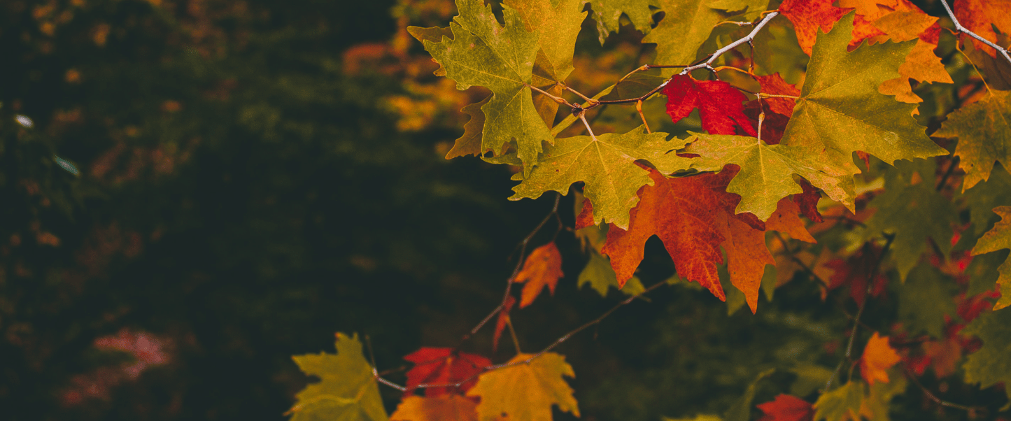 Se préparer naturellement à l’arrivée de l’automne