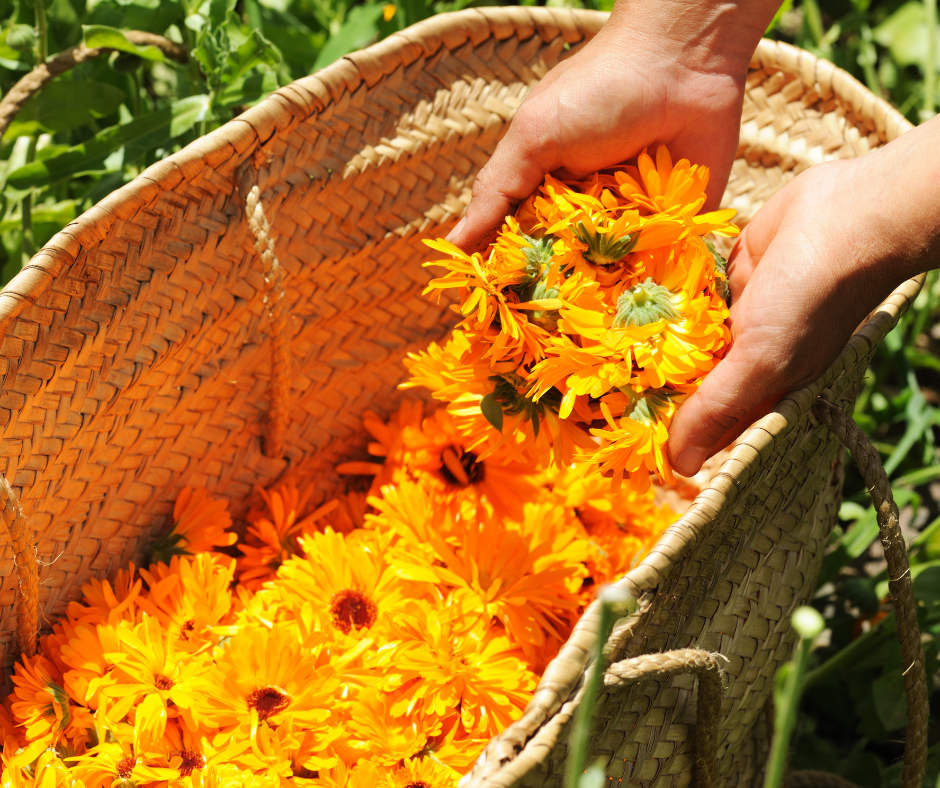 Calendula, pour prendre soin de sa peau naturellement