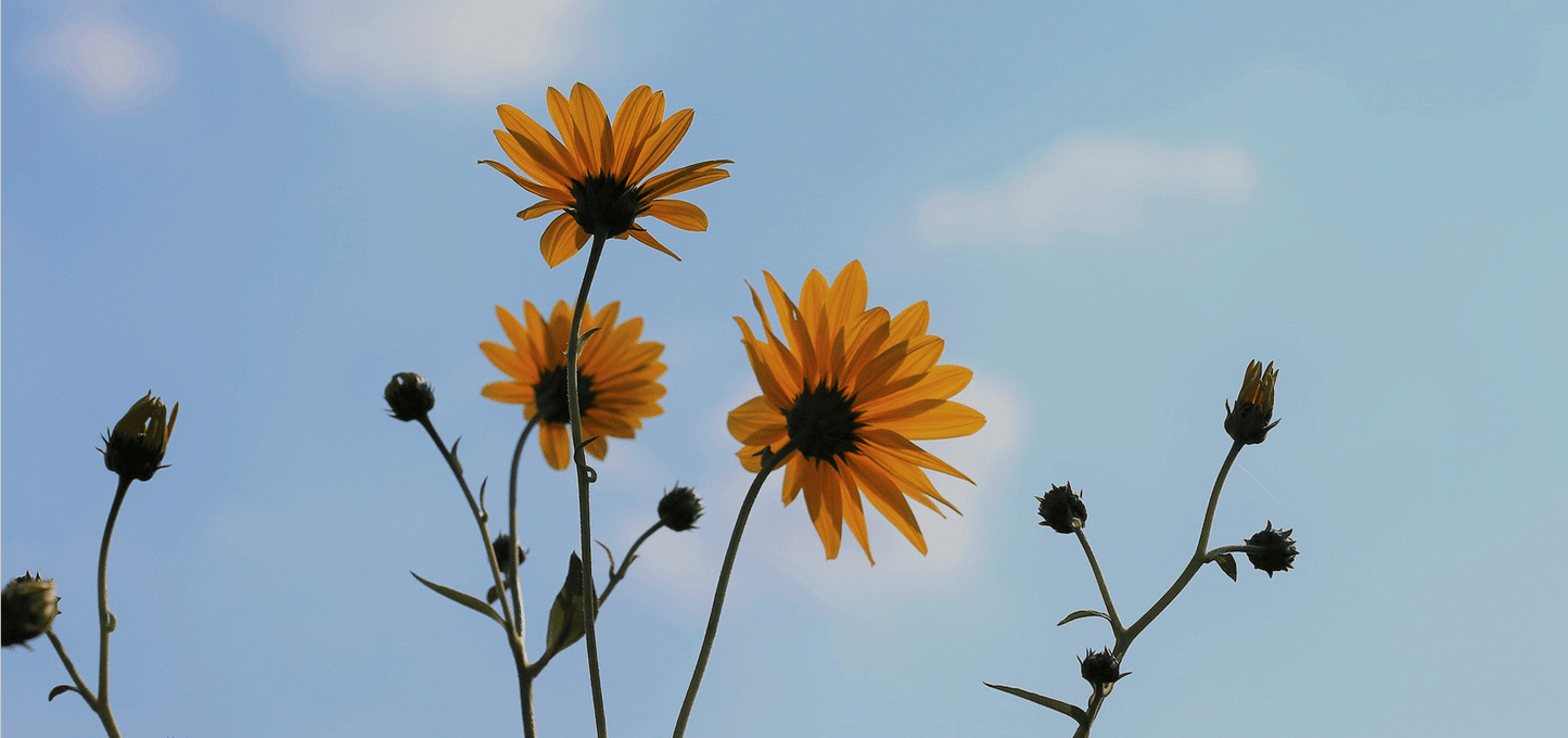 L’Arnica montana: une plante reconnue pour ses bienfaits sur la santé