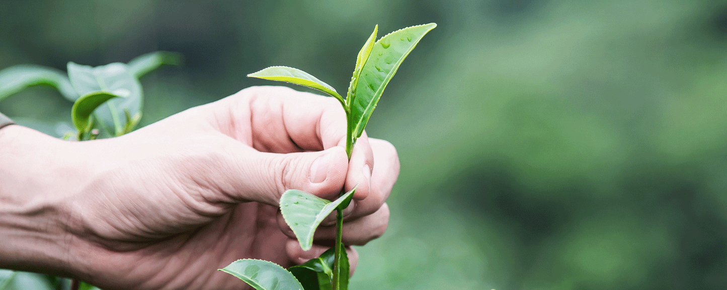 Le Tea Tree : notre allié forme et bien-être au quotidien !