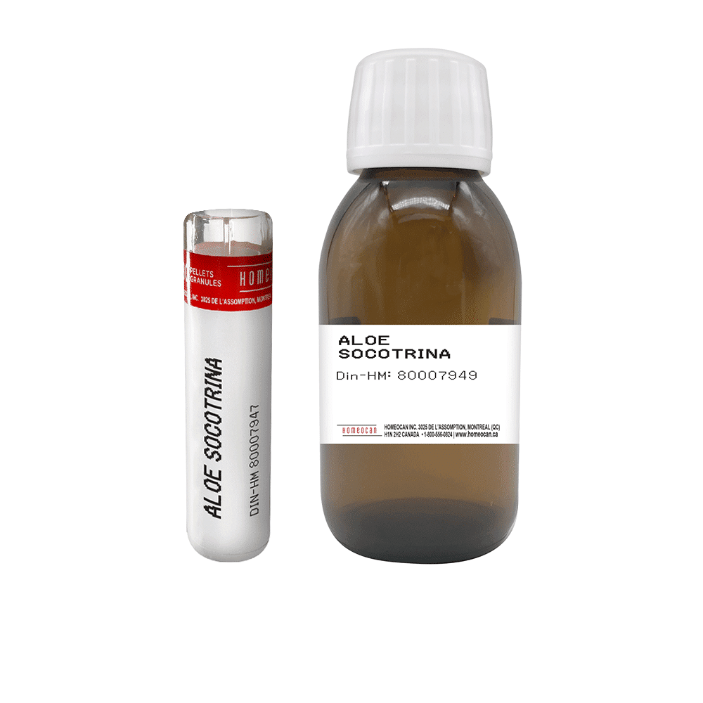 Aloe Socotrina | Homeocan Lab